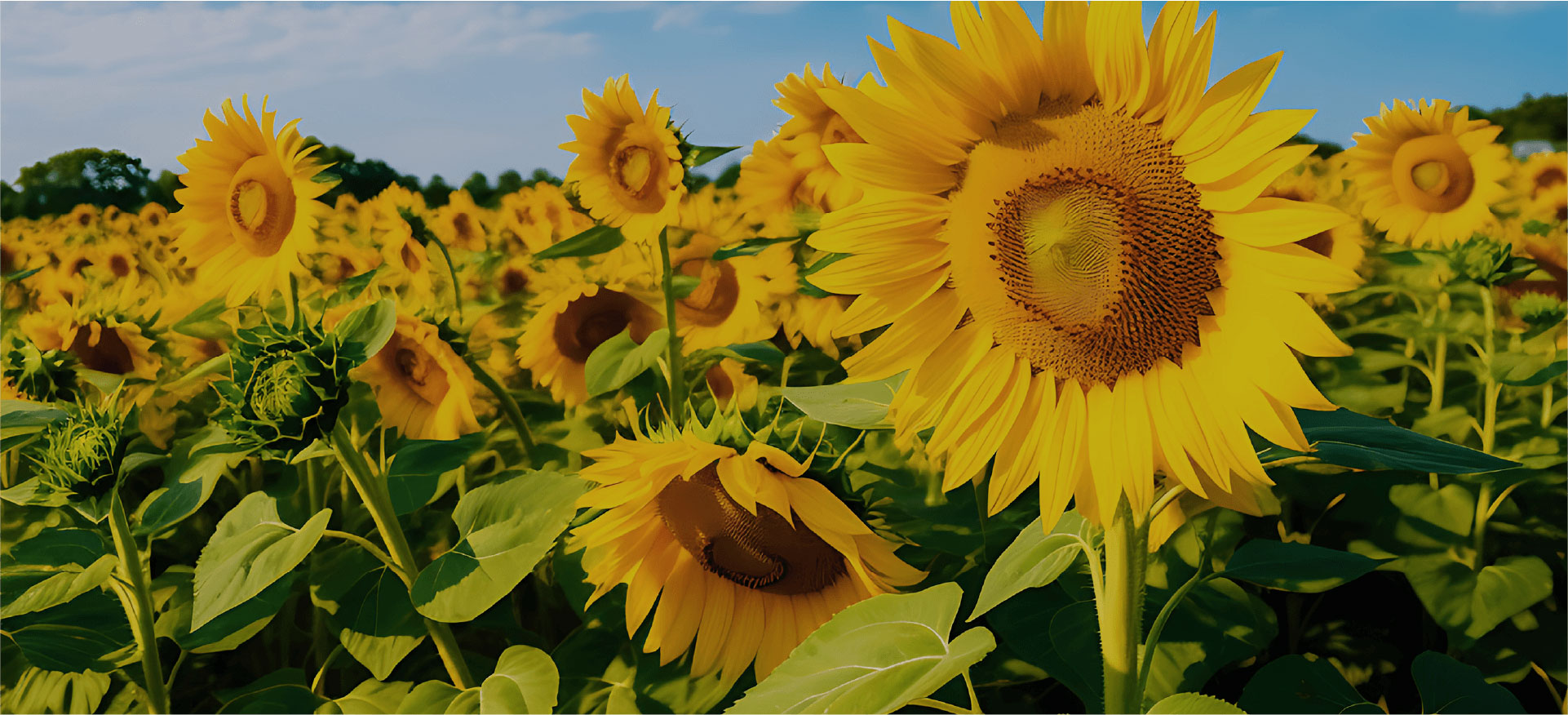 Imagen de campo de girasoles