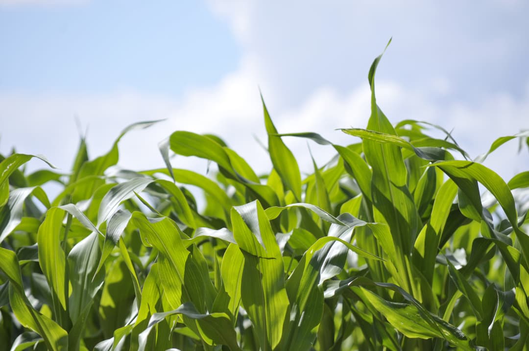 Portada de ensayo: Evaluación de estrategias de fertilización en el cultivo de maíz (21-22).