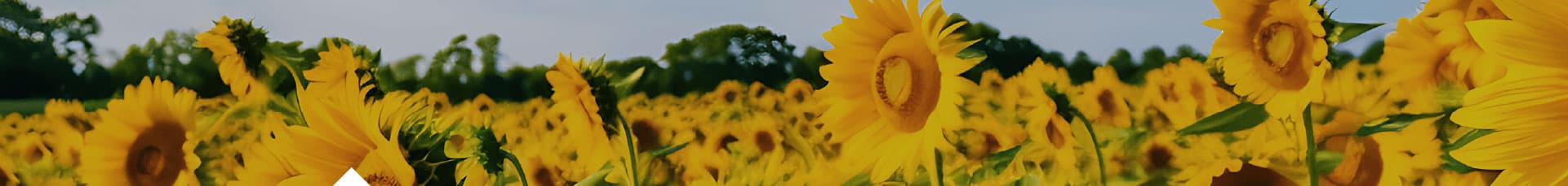 Imagen de protocolo - Girasol