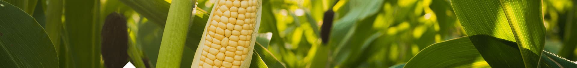 Imagen de protocolo - Maíz