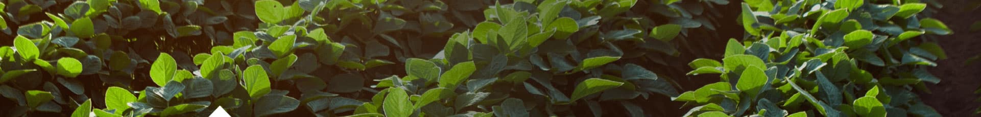 Imagen de protocolo - Soja