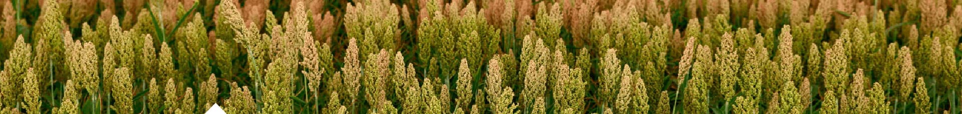 Imagen de protocolo - Sorgo