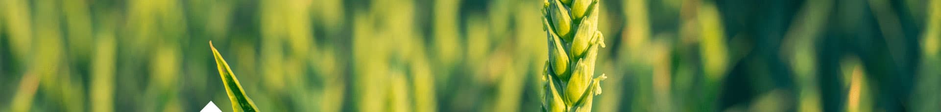 Imagen de protocolo - Trigo